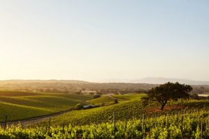 Regiony, w których najbardziej rozwija się produkcja wina Chardonnay